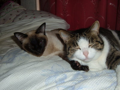 DSCF0192.JPG (703.51 КБ) 5062 просмотра А это, те самые коши. Одна, полосатая - как всегда с подвала; вторая правда, домашняя - от тёщи принесли. Кошки были старше Кукуньки - потому и главнее.