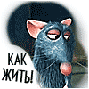 как жить.gif