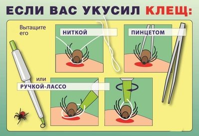 клещ.jpg