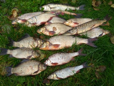 IMG_20171012_140048.jpg