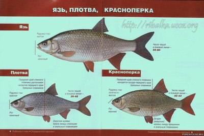 Язь плотва.jpg