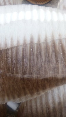 IMG_20171107_155504.jpg