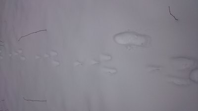DSC_1252.JPG