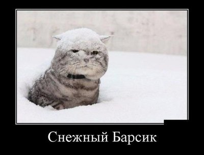 barsik.jpg
