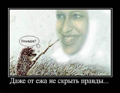 лошадка.jpeg
