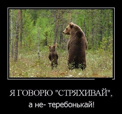 мишки.jpg