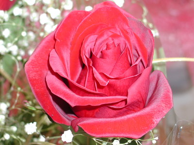 Rose.JPG