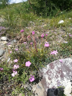 IMG-20180706-WA0076.jpg