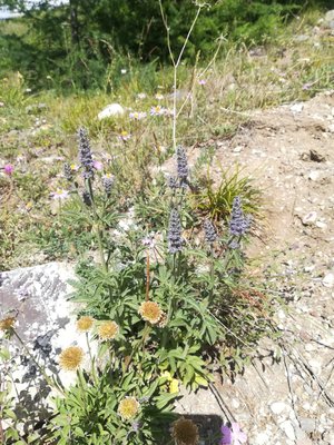 IMG-20180706-WA0077.jpg