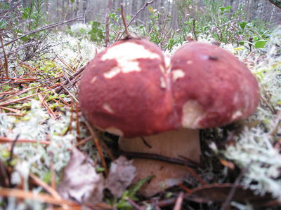 грибы 076.JPG