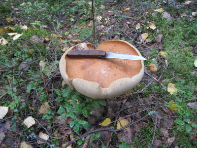 грибы 2 039.JPG
