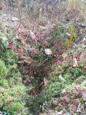 IMG-20180922-WA0018.jpg