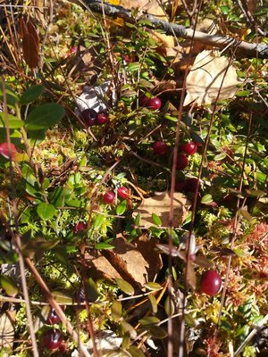 IMG-20180922-WA0016.jpg