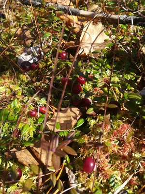 IMG-20180922-WA0015.jpg