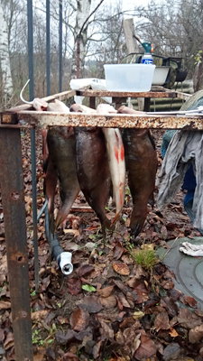 IMG-20181110-WA0013.jpeg