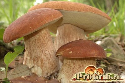 polsky-grib-01.jpg