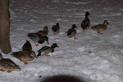DSC_0013.jpg