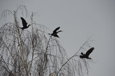 DSC_0028.JPG