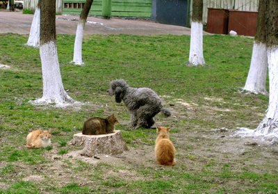 а мне , кошки, на вас....jpg