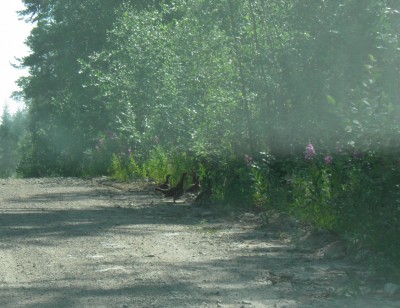 Тетёрки.JPG