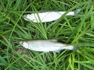 100_5829.JPG