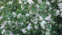 DSC07671.JPG