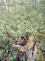 IMG_20190825_125602.jpg