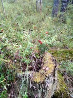 IMG_20190825_125607.jpg