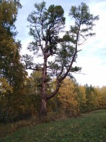 IMG_20190921_172959.jpg