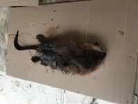 D853B511-4AC5-4AF6-8D0C-0AF74CF3698A.jpeg
