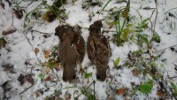 DSC_0045.jpg