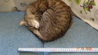 1 круглый кот = 30см.<br />А объём груди у меня - ровно четыре круглых кота.<br />Именно столько, круглых котов, в меня и влезает.<br />Так что вот.