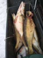 IMG_20200325_164204.jpg