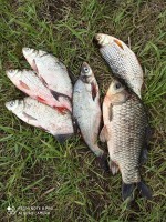 IMG_20200612_133157.jpg