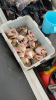 IMG-20200912-WA0017.jpeg