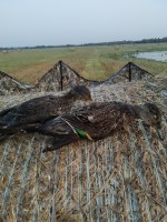 IMG_20200926_065855.jpg