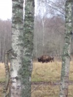 IMG_20201105_132824.jpg