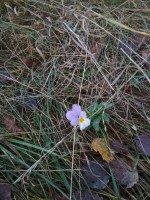 IMG_20201106_154050.jpg