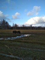 IMG_20201106_150534.jpg