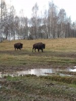 IMG_20201106_150447.jpg