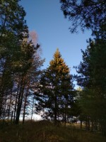 IMG_20201107_134419.jpg