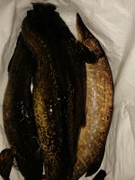 KoX4SjDi84o.jpg