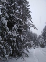 IMG_20210221_173149.jpg