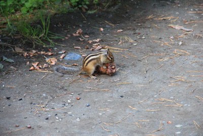 IMG_3370.JPG