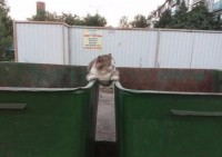кот.jpeg