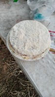 IMG_20210416_182625.jpg