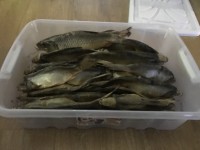 IMG_4655.JPG