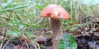 UD54Fy5_d80.jpg