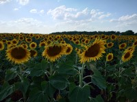 IMG_20210721_154950.jpg