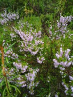 IMG_20220727_130310.jpg